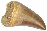 Fossil Mosasaur (Hainosaurus?) Tooth - Morocco #364152-1